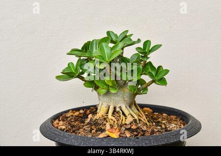 Wunderschönes Adenium Bonsai im Plastiktopf Stockfoto