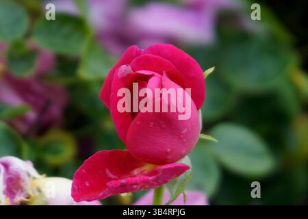 Nahaufnahme einer roten Rosenknospe mit Regentropfen auf ihren Blütenblättern, fotografiert in einer Gartenumgebung nach Regen.RHS Garden, Wisley, England Stockfoto