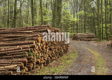 Baumstämme an der Straße im Buchenwald in der Gemeinde Ystad, Skane County, Schweden, Skandinavien, Europa Stockfoto