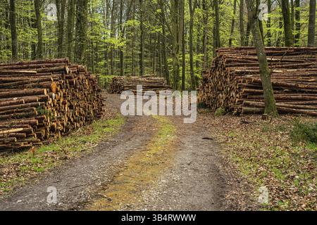 Baumstämme an der Straße im Buchenwald in der Gemeinde Ystad, Skane County, Schweden, Skandinavien, Europa Stockfoto