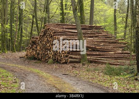 Holzhaufen an der Straße im Buchenwald in der Gemeinde Ystad, Skane County, Schweden, Skandinavien, Europa Stockfoto