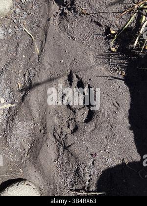 Track of a Cougar im Lanin-Nationalpark, Patagonien, Argentinien, Südamerika Stockfoto