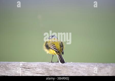 Gelber Bachstelz (Motacilla flava flava), sitzend auf einem Zaunpfosten, Niedersachsen, Deutschland, Europa Stockfoto