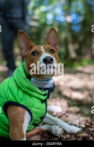 Basenji im Park an einem sonnigen Sommertag. Basenji liegt auf dem Gras. Stockfoto
