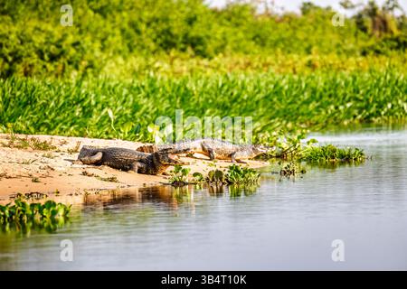 Yacare Caimans (Caiman yacare) sonnen sich im Taiama Ecological Reserve, Cáceres, nördliches Pantanal, Mato Grosso, Brasilien Stockfoto