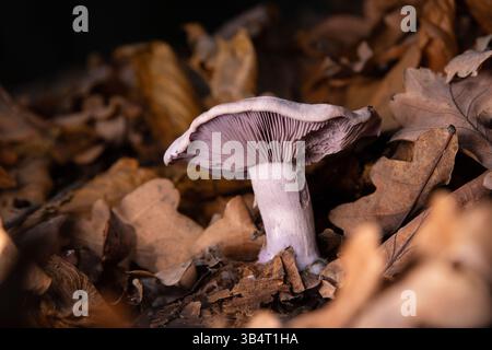 Pilze im Wald zwischen gefallenen Eichenblättern. Stockfoto