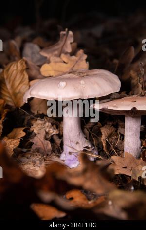Zwei violette Pilze zwischen gelben Eichenblättern am Abend. Stockfoto