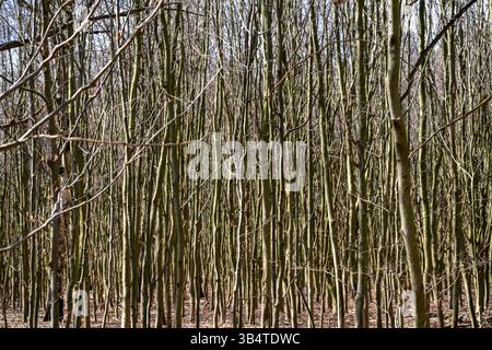 Junge Bäume, Buche, in Reihen gepflanzt, ca. 10 Jahre alt, Neubepflanzung, Herten, Nordrhein-Westfalen, Deutschland, Stockfoto