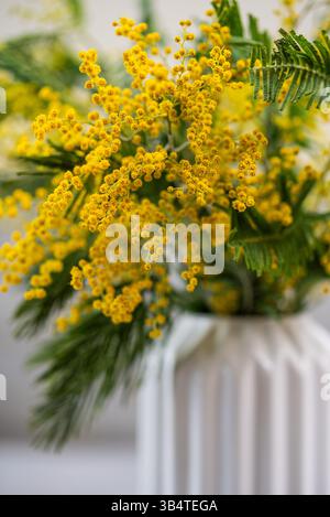 Leuchtend gelbe Mimosa pudica Blüten schaffen eine lebendige Darstellung in einer stilvollen weißen Vase, die die Schönheit der Natur und die Ankunft des Frühlings feiert und den Raum mit Frische und Farbe erfüllt Stockfoto