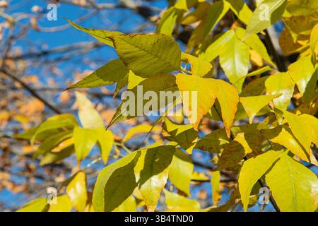 Herbst horizontaler Naturhintergrund mit Eschenblättern. Gelbe Blätter auf den Zweigen. Stockfoto