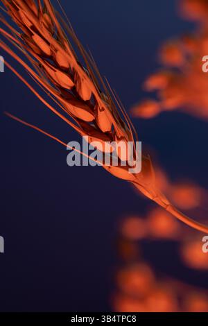 Weizen zwischen Blumen auf dunkelblauem rotem Hintergrund. Stockfoto