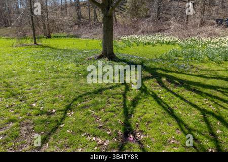Frühlingsblumen in den Niagarafällen Ontario Kanada, Blue Flowers are Glory-of-the-Snow (Scilla luciliae), Bodendecke mit Narzissen Stock Photo Stockfoto