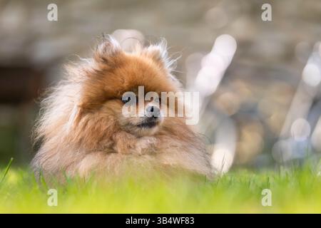Rothaariger Pommerschen Hund im Park. Porträt des pommerschen Hundes. Stockfoto
