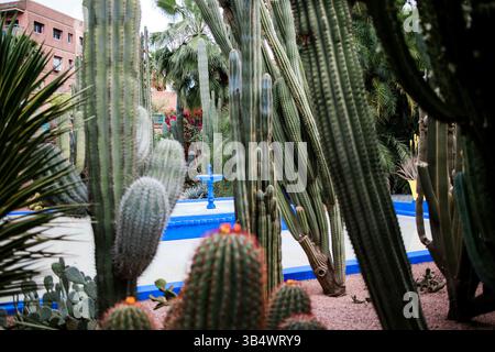 15. April 2025: Marrakesch, Marokko. Blick auf die farbenfrohe Mauer des Herrenhauses und Topfpflanzen im Majorelle-Garten (ehemaliger Besitzer des Modegurus Yves Saint Lau) Stockfoto