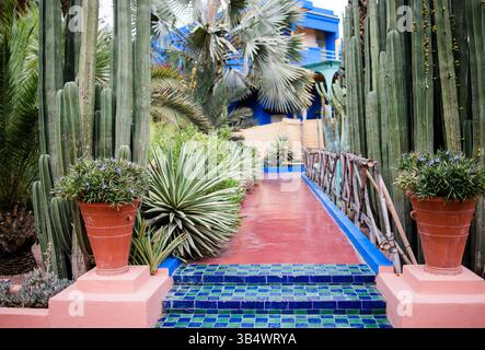 15. April 2025: Marrakesch, Marokko. Blick auf die farbenfrohe Mauer des Herrenhauses und Topfpflanzen im Majorelle-Garten (ehemaliger Besitzer des Modegurus Yves Saint Lau) Stockfoto