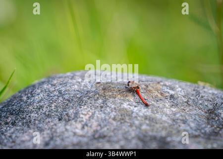 Gemeinsame Darter Libelle (Sympetrum striolatum). Libelle auf einem Stein mit grünem Hintergrund. Stockfoto