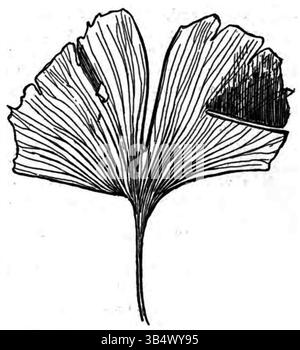 Diese 1906 entstandene Illustration aus „Wandelen en waarnemen“ von Eli Heimans zeigt das markante Blatt des Ginkgobaumes. Es ist ein Beispiel für Heimans Liebe zum Detail und den wissenschaftlichen Umgang mit der Natur. Stockfoto