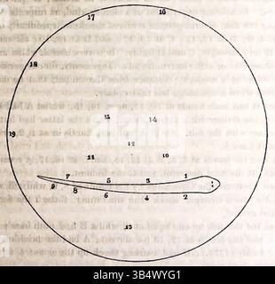 Michael Faradays Diagramm von 1838 zeigt sein Experiment mit dem elektrischen Aal und zeigt den Aufbau des Elektroschock-Experiments in einer kreisförmigen Wasserwanne, was einen bedeutenden Schritt in der Elektroforschung darstellt. Stockfoto