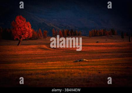 Roter Baum auf offenem Feld leuchtet im Abendlicht mit Wald in der Ferne und erinnert an Herbststimmung in der Nähe hügeliger Landschaft. Malerische saisonale Landschaft, perfekt für Hintergründe oder naturinspirierte Grafiken. Stockfoto