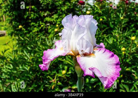Blassblau mit lila Fransen Bärtige Iris, auch bekannt als Deutsche Iris. Stockfoto