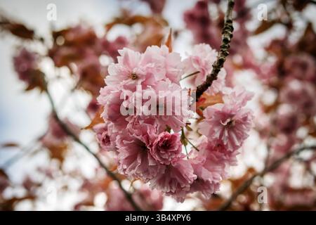 Eine Gruppe der Kirschblüten oder Sakura, die Blüte der Bäume in Prunus subgenus cerasus. Stockfoto