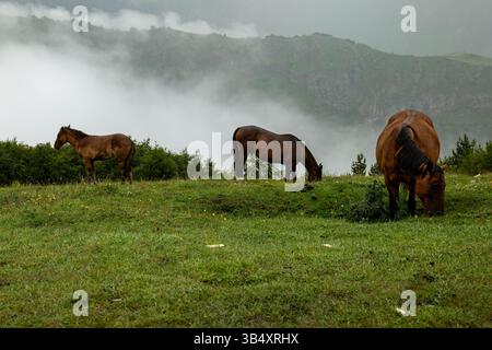 Weidepferde in nebliger Berglandschaft mit grünem Gras Stockfoto