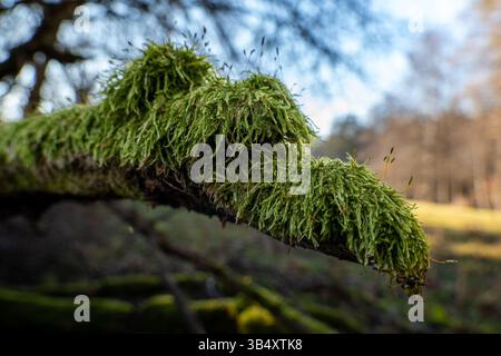 Nahaufnahme des moosbedeckten Zweigs im sonnendurchfluteten Wald Stockfoto