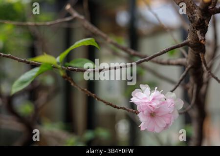 Zarte rosa-weiße Kirschblüten blühen auf Zweigen mit dünnen grünen Blättern. Die Szene strahlt die heitere, zerbrechliche Schönheit der Natur im Frühling aus. Stockfoto