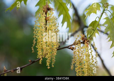 Rote Eiche, Quercus Rubra, Frühlingsblumen Nahaufnahme selektiver Fokus Stockfoto