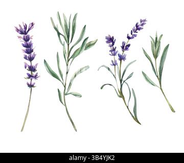 Lavendelzweige mit Aquarellfeld lila Blumen und grüner Illustration. Feldkräuter florale Elemente, botanische violette Blütenblätter Clipart für Stockfoto