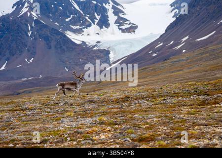 Ein männlicher Svalbard Rentier (Rangifer tarandus) Mauser im Sommer mit seinem Geweih noch in Samt. Diese Pflanzen fressende SÄUGETIER ist die kleinste Unterart o Stockfoto