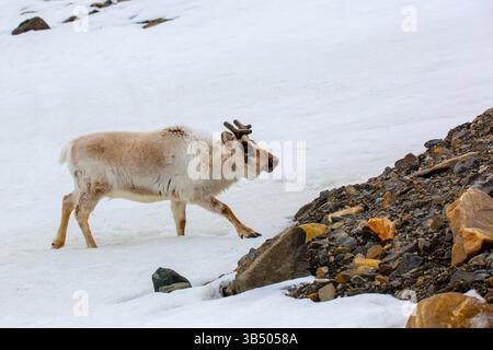 Ein weibliches Svalbard-Rentier (Rangifer tarandus) im Sommer mit seinem Geweih noch in Samt. Dieses pflanzenfressende Säugetier ist die kleinste Unterart der Rind Stockfoto