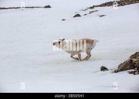 Ein weibliches Svalbard-Rentier (Rangifer tarandus) im Sommer mit seinem Geweih noch in Samt. Dieses pflanzenfressende Säugetier ist die kleinste Unterart der Rind Stockfoto