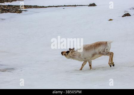 Ein weibliches Svalbard-Rentier (Rangifer tarandus) im Sommer mit seinem Geweih noch in Samt. Dieses pflanzenfressende Säugetier ist die kleinste Unterart der Rind Stockfoto