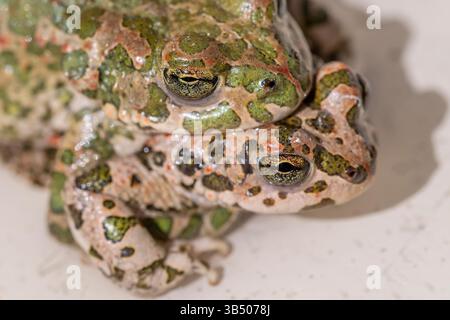 Bufo-Bufo-Kröte männlich besteigt den Rücken der Weibchen und greift ihn mit Vorderbeinen unter den Achseln in einem Griff, der als Amplexus bekannt ist Stockfoto