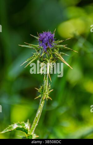 Silybum marianum Thistle unserer Lieben Frau, Heilige Thistle, Milch Thistle fotografiert in Israel im April. Silybum marianum ist eine Distelart. Es gibt verschiedene Stockfoto