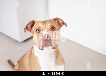 Großer Hund, der in die Kamera blickt, während er im Wohnzimmer sitzt. Hochwinkelansicht der entspannten Pitbull-Mischung in der Hoffnung auf Essen oder Gehorsamstraining. 2 Jahre alt Stockfoto