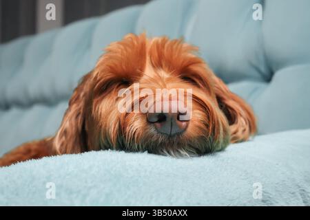 Entspannter Hund, der mit dem Kopf auf dem Schlafsofa schläft. Konzentration auf die Nase. Niedlicher flauschiger Welpe, der sich sicher oder erschöpft fühlt, während er sich auf der weichen blauen Couch mit Pillo ausruht Stockfoto