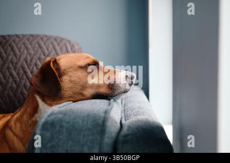 Entspannter Hund mit Kopf auf der Sofaseite. Lustige Hundeschlafposition. Seitenansicht eines braunen Hündchens, der ruht oder wartet, mit erhöhter Kopfposition. Buchse H Stockfoto
