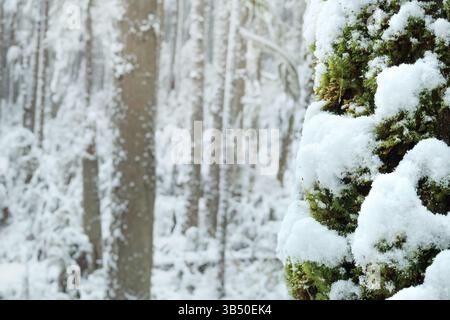 Winterliche Waldszene mit Fokus auf Baum mit schneebedecktem Moos. Regenwald in North Vancouver während arktischer Explosion oder Wintersturm. Selektiver Fokus. Stockfoto