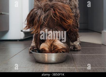 Süßer Hund, der Futter isst. Nahaufnahme eines großen flauschigen Hundes, der aus einer Edelstahlschale auf dem Küchenboden isst. Hundefutter-Konzept. Weibliche Labradoodle Schweineschwanz Stockfoto