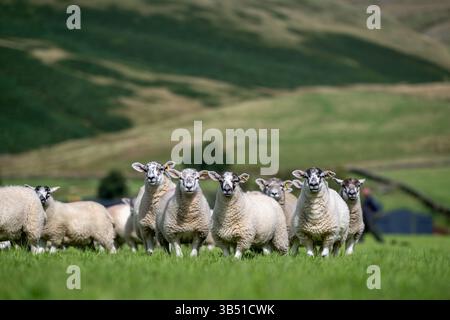 Herde von Texdale Schaflämmern. Das ist eine Kreuzung zwischen einem Texel RAM und einem Swaledale Schaf. Cumbria, Großbritannien. Stockfoto