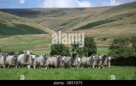 Herde von Texdale Schaflämmern. Das ist eine Kreuzung zwischen einem Texel RAM und einem Swaledale Schaf. Cumbria, Großbritannien. Stockfoto