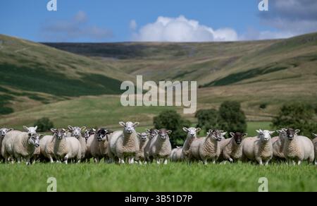 Herde von Texdale Schaflämmern. Das ist eine Kreuzung zwischen einem Texel RAM und einem Swaledale Schaf. Cumbria, Großbritannien. Stockfoto