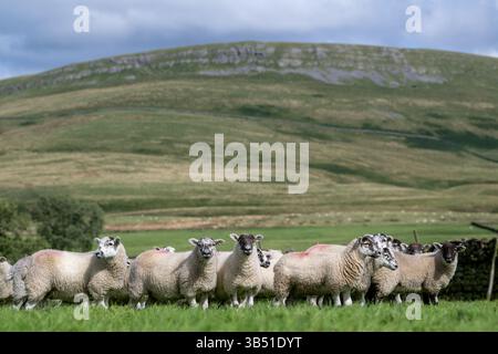 Herde von Texdale Schaflämmern. Das ist eine Kreuzung zwischen einem Texel RAM und einem Swaledale Schaf. Cumbria, Großbritannien. Stockfoto