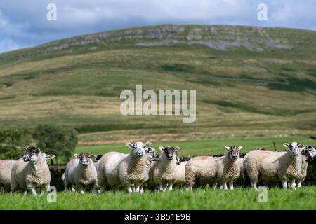 Herde von Texdale Schaflämmern. Das ist eine Kreuzung zwischen einem Texel RAM und einem Swaledale Schaf. Cumbria, Großbritannien. Stockfoto
