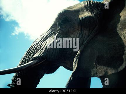 Botswana. Tierwelt. Afrikanischer Buschelfant. (Loxodonta africana) Stockfoto