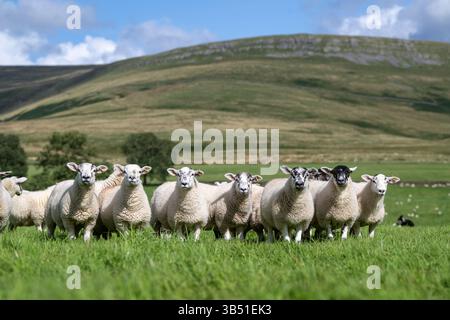 Herde von Texdale Schaflämmern. Das ist eine Kreuzung zwischen einem Texel RAM und einem Swaledale Schaf. Cumbria, Großbritannien. Stockfoto