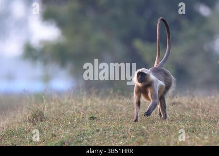 Semnopithecus ist eine Gattung von Affen der Alten Welt, die auf dem indischen Subkontinent beheimatet sind, wobei die meisten Arten allgemein als graue Sprache bekannt sind Stockfoto