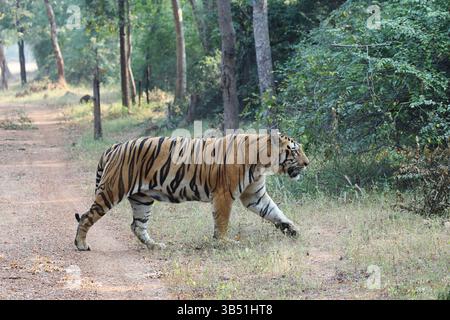 Der bengalische Tiger ist eine Population der Subart Panthera tigris tigris und der Nominatstiger. Stockfoto